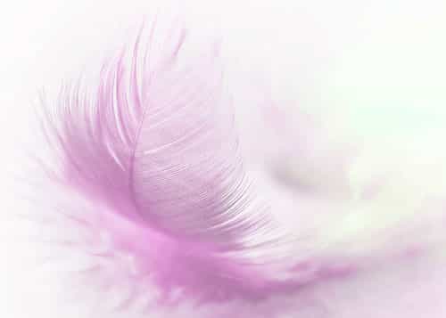 Schreibfeder – Symbolbild für kreatives Schreiben und professionelles Lektorat